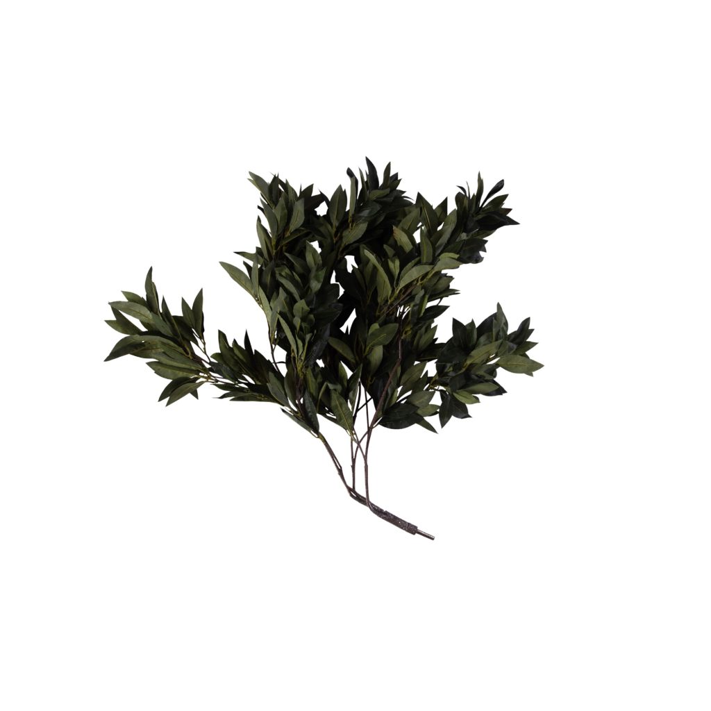 Bay tree