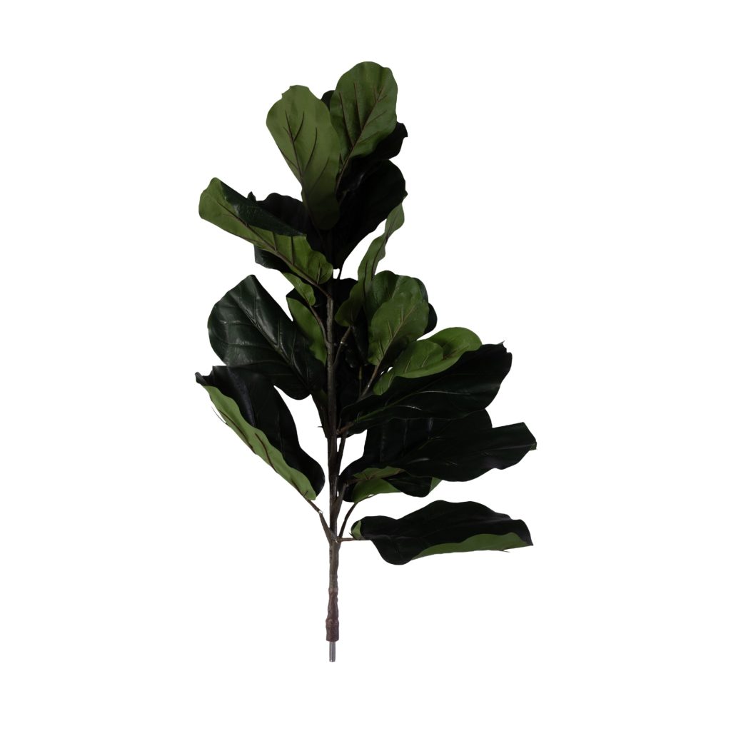 Fiddle leaf fig tree